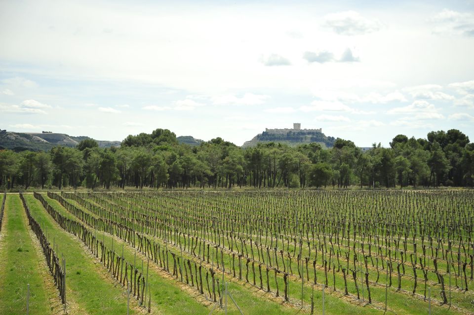 From Madrid: Ribera del Duero Tour of 3 Wineries w/ Tastings - Ribera del Duero from Madrid: what that 9:15 start really feels like
