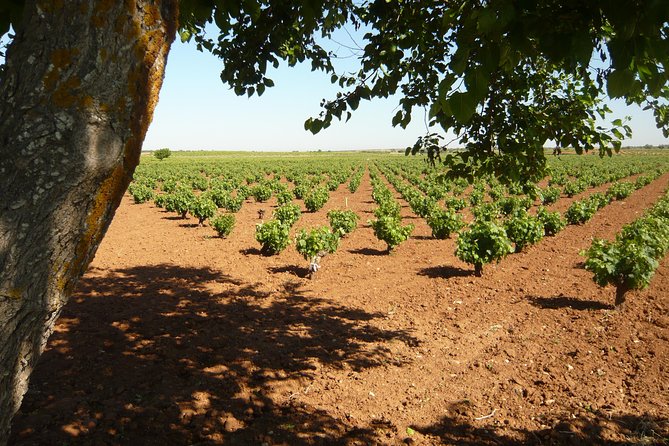 Madrid Countryside Wineries Guided Tour with Wine Tasting - Getting Out of Madrid: Why this countryside day trip feels special