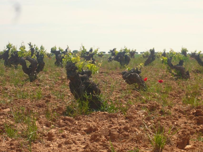 Madrid Region Wineries Guided Tour with Wine Tastings - Colmenar de Oreja: two winery phases plus a quick on-foot stretch
