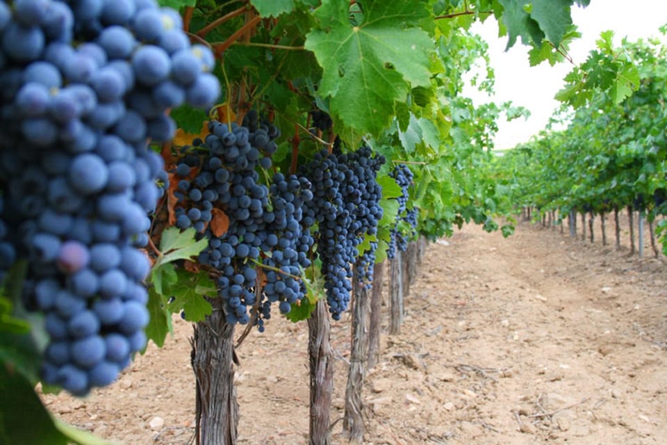 Madrid: Toledo Day Trip with Winery Visit and Wine Tasting - Monastery of San Juan de los Reyes: a calmer contrast