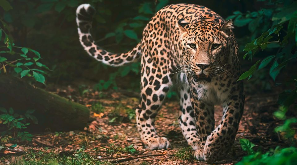 Madrid: Zoo Aquarium Madrid Ticket - Animal exhibitions: shows, feeding times, and how to catch the best moments
