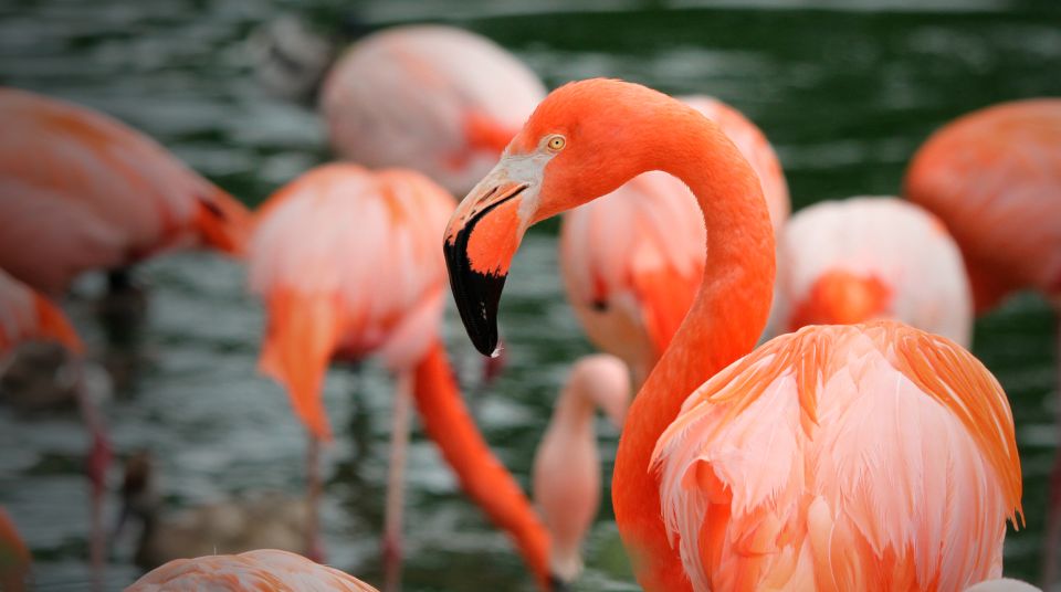 Madrid: Zoo Aquarium Madrid Ticket - IrenIA and Tierra de Gorilas VR: the tech you’ll actually use