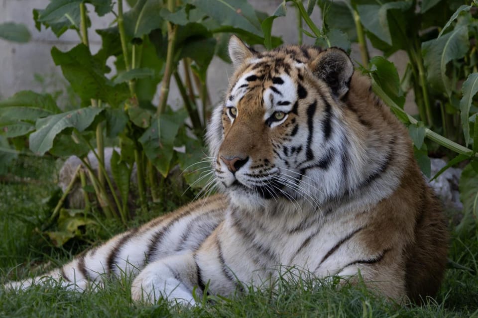 Madrid: Zoo Aquarium Madrid Ticket - Price and value: is $28 a good deal for Madrid?