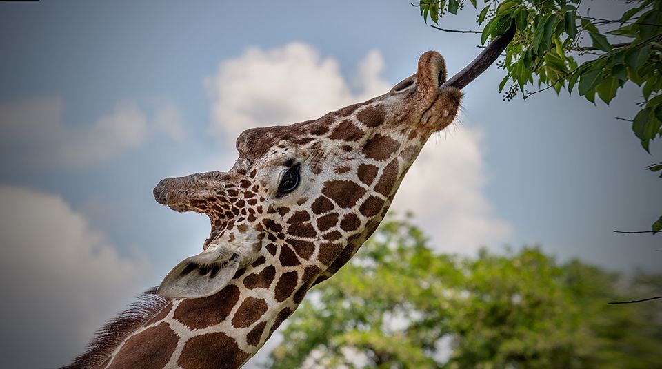 Madrid: Zoo Aquarium Madrid Ticket - Practical rules: heights, pets, and what to bring