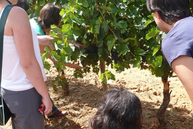 Ribera del Duero Wineries Guided Tour & Wine Tasting from Madrid - Who this tour suits best