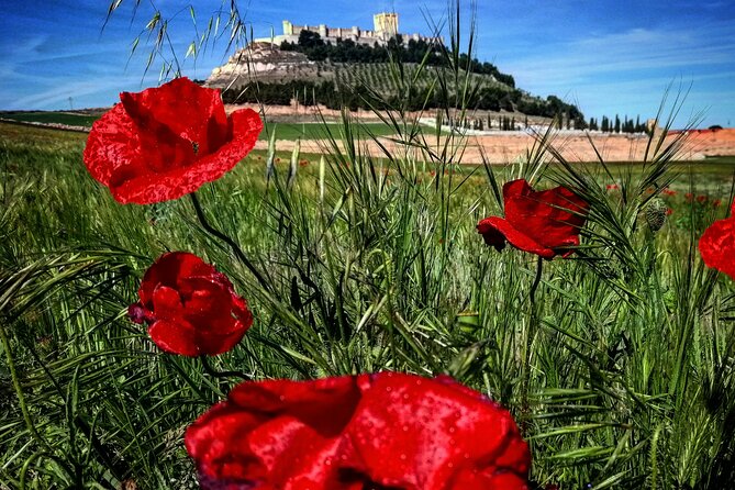 Ribera del Duero:4 Wineries, tasting & Lunch included from Madrid - Dominio de Cair and La Aguilera old vines: barrel tastings and an aperitivo